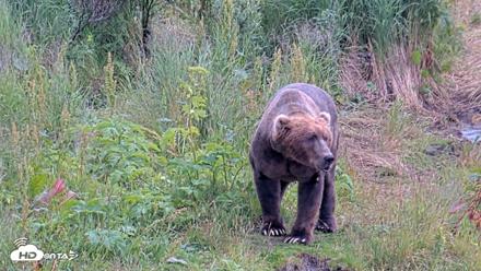 Kodiak Alaska Brown Bears Live Webcam - Aug 7, 2026, 5:18pm AKDT