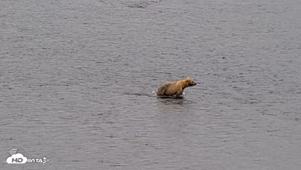 Kodiak Alaska Brown Bears Live Webcam - Aug 6, 2026, 10:21am AKDT