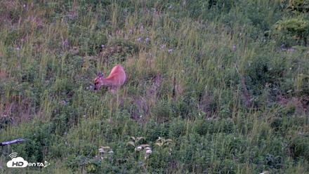 Kodiak Alaska Brown Bears Live Webcam - Jul 28, 2026, 10:36pm AKDT