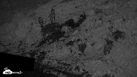 Kodiak Alaska Brown Bears Live Webcam - Aug 6, 2026, 12:04am AKDT