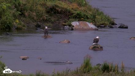 Kodiak Alaska Brown Bears Live Webcam - Aug 16, 2026, 7:28am AKDT