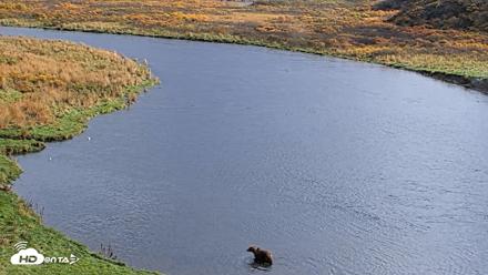 Kodiak Alaska Brown Bears Live Webcam - Oct 5, 2026, 3:38pm AKDT