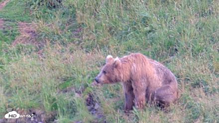 Kodiak Alaska Brown Bears Live Webcam - Aug 7, 2026, 6:56pm AKDT