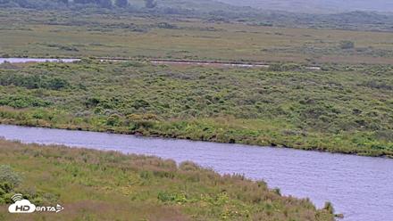 Kodiak Alaska Brown Bears Live Webcam - Aug 10, 2026, 10:56am AKDT
