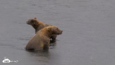 Kodiak Alaska Brown Bears Live Webcam - Aug 16, 2026, 2:56pm AKDT