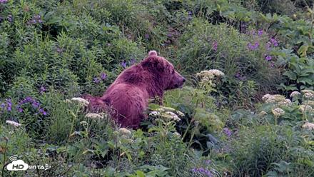 Kodiak Alaska Brown Bears Live Webcam - Jul 22, 2026, 5:06pm AKDT