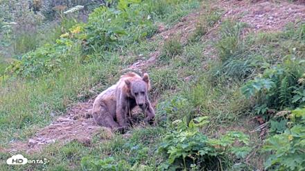 Kodiak Alaska Brown Bears Live Webcam - Aug 3, 2026, 3:01pm AKDT