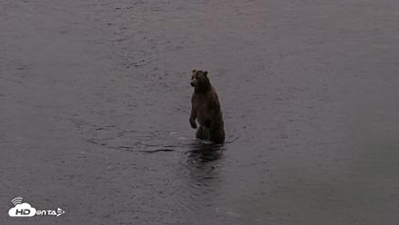 Kodiak Alaska Brown Bears Live Webcam - Jul 21, 2026, 6:37am AKDT