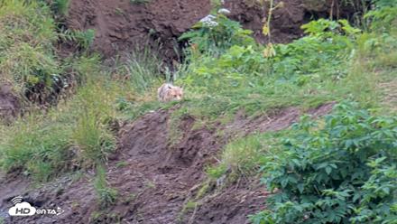 Kodiak Alaska Brown Bears Live Webcam - Aug 4, 2026, 8:16pm AKDT