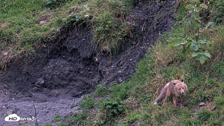 Kodiak Alaska Brown Bears Live Webcam - Aug 21, 2026, 9:24pm AKDT