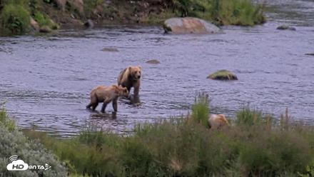 Kodiak Alaska Brown Bears Live Webcam - Aug 5, 2026, 6:49am AKDT