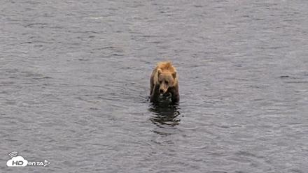 Kodiak Alaska Brown Bears Live Webcam - Aug 11, 2026, 4:43pm AKDT