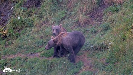 Kodiak Alaska Brown Bears Live Webcam - Aug 14, 2026, 9:39am AKDT