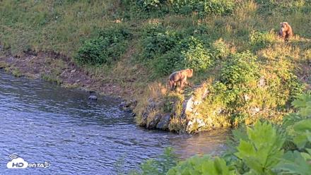 Kodiak Alaska Brown Bears Live Webcam - Aug 11, 2026, 8:47pm AKDT