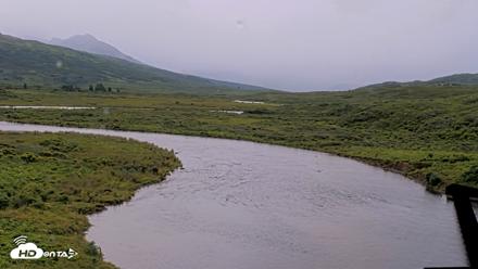 Kodiak Alaska Brown Bears Live Webcam - Aug 14, 2026, 8:01am AKDT