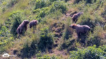 Kodiak Alaska Brown Bears Live Webcam - Jul 31, 2026, 2:17pm AKDT