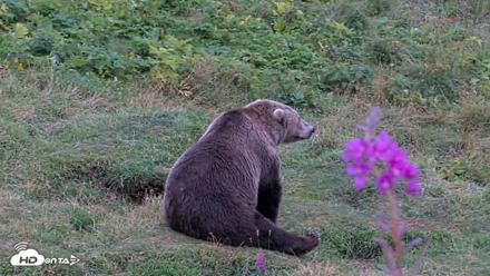 Kodiak Alaska Brown Bears Live Webcam - Aug 21, 2026, 7:48pm AKDT