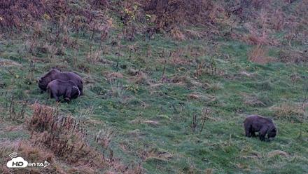 Kodiak Alaska Brown Bears Live Webcam - Oct 12, 2026, 6:59pm AKDT