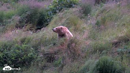 Kodiak Alaska Brown Bears Live Webcam - Aug 3, 2026, 10:01pm AKDT