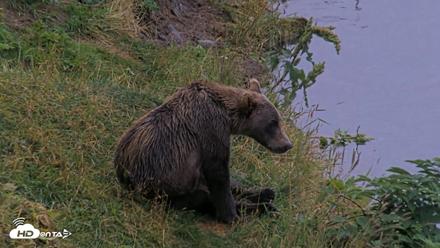 Kodiak Alaska Brown Bears Live Webcam - Aug 17, 2026, 8:52pm AKDT