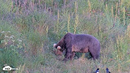 Kodiak Alaska Brown Bears Live Webcam - Aug 1, 2026, 8:56pm AKDT