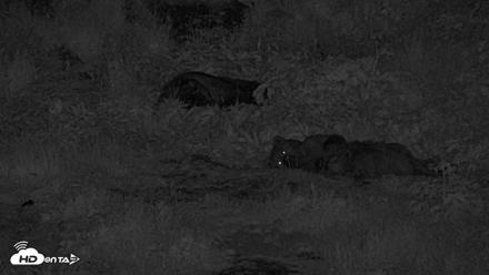 Kodiak Alaska Brown Bears Live Webcam - Aug 3, 2026, 12:29am AKDT