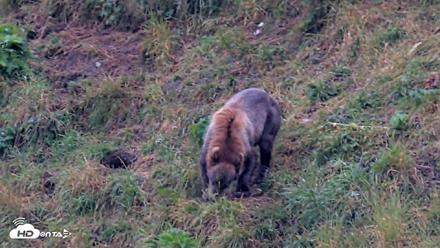 Kodiak Alaska Brown Bears Live Webcam - Aug 7, 2026, 7:36am AKDT