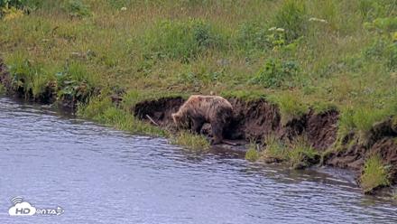 Kodiak Alaska Brown Bears Live Webcam - Aug 2, 2026, 11:21am AKDT