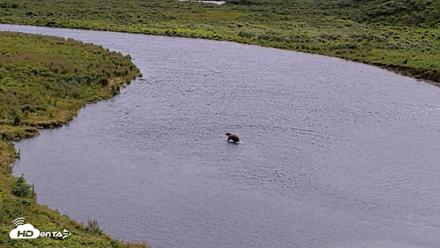 Kodiak Alaska Brown Bears Live Webcam - Aug 6, 2026, 2:19pm AKDT
