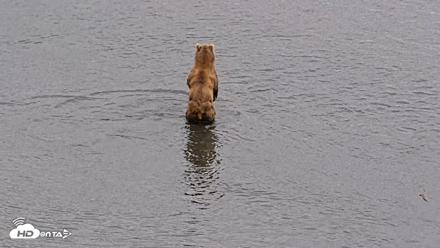 Kodiak Alaska Brown Bears Live Webcam - Aug 4, 2026, 9:18pm AKDT