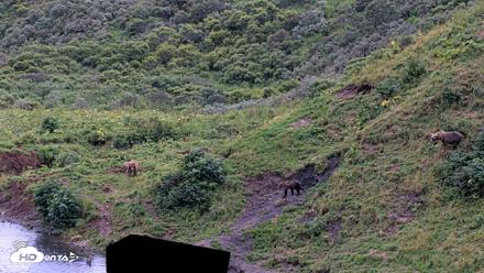 Kodiak Alaska Brown Bears Live Webcam - Aug 19, 2026, 7:46pm AKDT