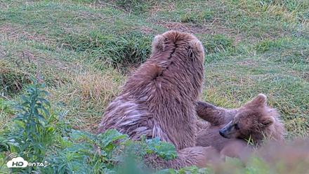 Kodiak Alaska Brown Bears Live Webcam - Aug 13, 2026, 11:25am AKDT