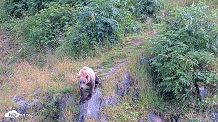 Kodiak Alaska Brown Bears Live Webcam - Aug 7, 2026, 5:47pm AKDT
