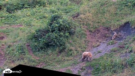 Kodiak Alaska Brown Bears Live Webcam - Aug 7, 2026, 9:22pm AKDT