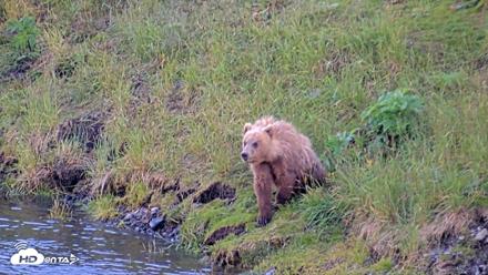 Kodiak Alaska Brown Bears Live Webcam - Jul 26, 2026, 9:34pm AKDT