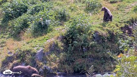 Kodiak Alaska Brown Bears Live Webcam - Aug 23, 2026, 2:31pm AKDT