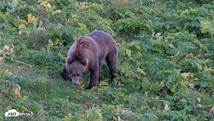 Kodiak Alaska Brown Bears Live Webcam - Aug 26, 2026, 8:54pm AKDT