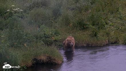 Kodiak Alaska Brown Bears Live Webcam - Jul 22, 2026, 6:51am AKDT
