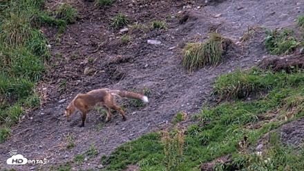 Kodiak Alaska Brown Bears Live Webcam - Aug 18, 2026, 9:32pm AKDT