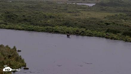Kodiak Alaska Brown Bears Live Webcam - Aug 22, 2026, 6:12pm AKDT