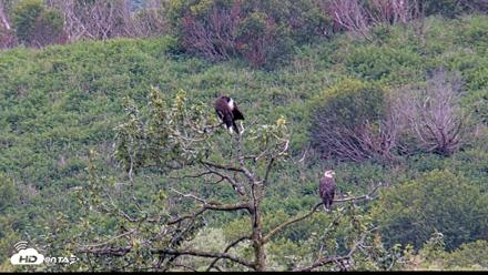 Kodiak Alaska Brown Bears Live Webcam - Aug 13, 2026, 11:07am AKDT