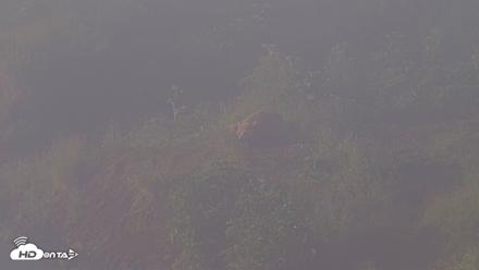Kodiak Alaska Brown Bears Live Webcam - Jul 30, 2026, 7:37am AKDT