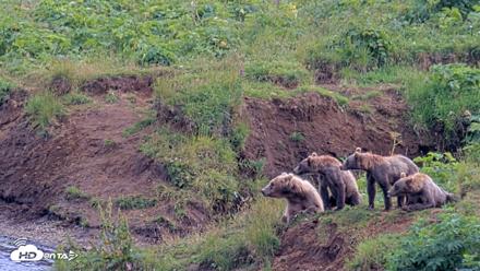 Kodiak Alaska Brown Bears Live Webcam - Aug 9, 2026, 4:23pm AKDT