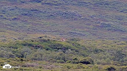 Kodiak Alaska Brown Bears Live Webcam - Aug 1, 2026, 10:16am AKDT