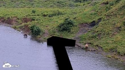 Kodiak Alaska Brown Bears Live Webcam - Aug 17, 2026, 4:06pm AKDT
