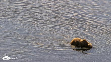 Kodiak Alaska Brown Bears Live Webcam - Aug 1, 2026, 11:46am AKDT