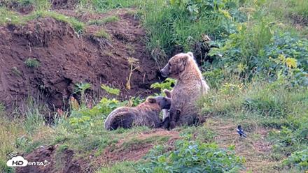 Kodiak Alaska Brown Bears Live Webcam - Aug 9, 2026, 4:05pm AKDT