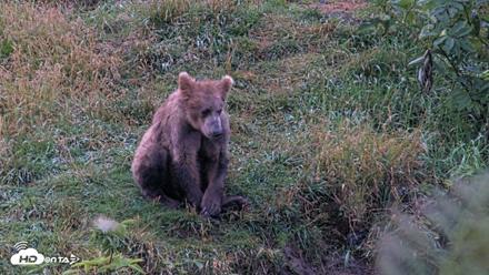 Kodiak Alaska Brown Bears Live Webcam - Aug 20, 2026, 7:12am AKDT