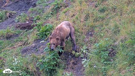 Kodiak Alaska Brown Bears Live Webcam - Aug 7, 2026, 9:03am AKDT