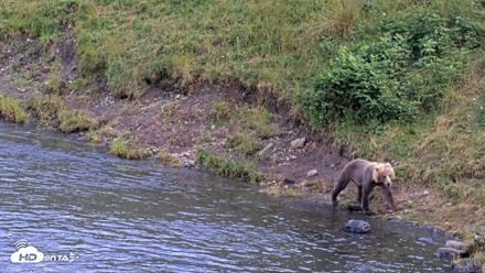 Kodiak Alaska Brown Bears Live Webcam - Aug 14, 2026, 6:53pm AKDT